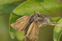 Thymelicus acteon