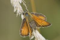 Thymelicus lineola