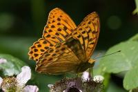 Argynnis paphia