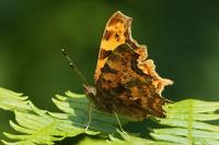 Polygonia c-album