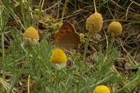 Lycaena phlaeas