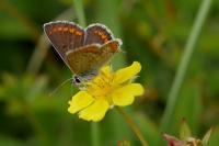 Aricia agestis