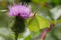 Gonepteryx rhamni