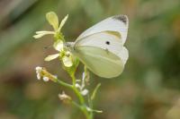 Pieris rapae
