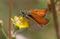 Thymelicus sylvestris