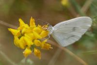 Leptidea sinapis