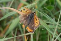 Lycaena phlaeas