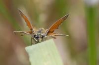Thymelicus sylvestris