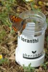 Lycaena phlaeas