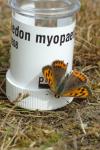 Lycaena phlaeas