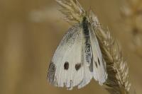 Pieris rapae