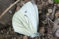 Pieris napi