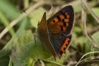 Lycaena phlaeas