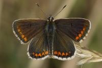 Aricia agestis