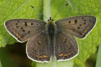 Lycaena tityrus
