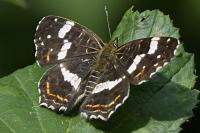 Araschnia levana