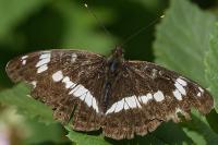 Limenitis camilla