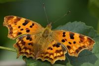 Polygonia c-album