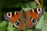 Aglais io