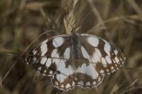 Melanargia galathea
