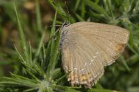 Satyrium ilicis