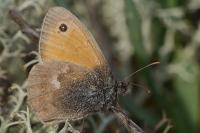 Coenonympha pamphilus