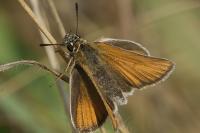 Thymelicus lineola