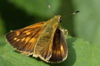 Ochlodes sylvanus