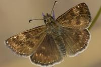 Erynnis tages
