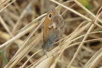 Coenonympha pamphilus