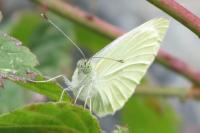 Pieris rapae