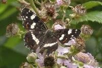 Araschnia levana