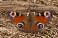 Aglais io
