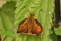 Ochlodes sylvanus