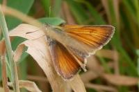 Thymelicus