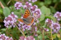 Lycaena phlaeas