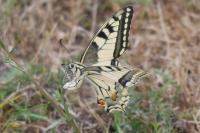 Papilio machaon