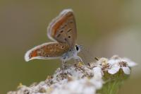 Polyommatus icarus