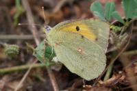 Colias crocea