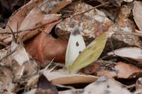 Pieris rapae