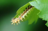 Polygonia c-album