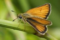 Thymelicus lineola