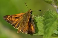 Ochlodes sylvanus