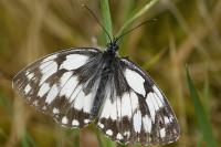 Melanargia galathea