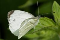 Pieris napi