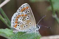 Aricia agestis