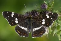 Araschnia levana
