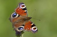 Aglais io