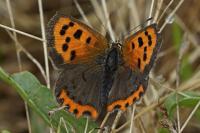 Lycaena phlaeas