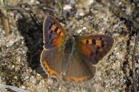 Lycaena phlaeas
